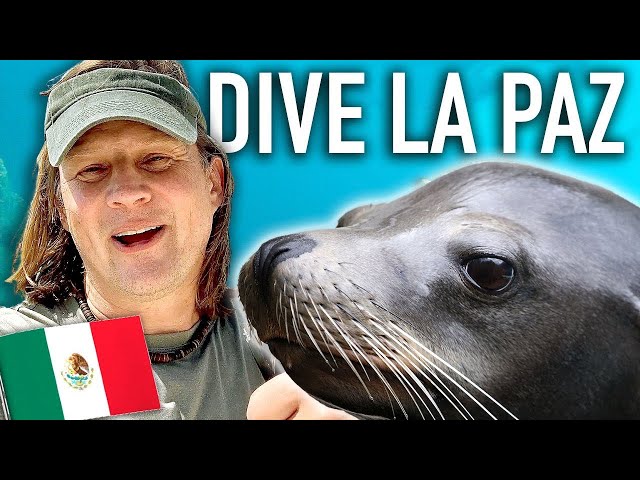 Scuba Dive La Paz Mexico