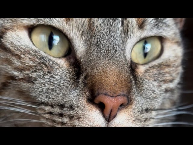 Le pongo una CÁMARA oculta a mi gata #cat #dog #shortvideo #shortsfeed #shorts #video #viralvideos