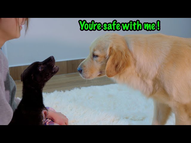 My Golden Retrievers Gentle Approach to a Terrified Rescue Puppy