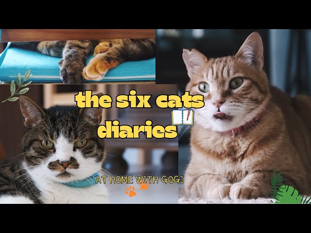 I live with six cats | meet my cats | slow living | Silent vlog | living in France