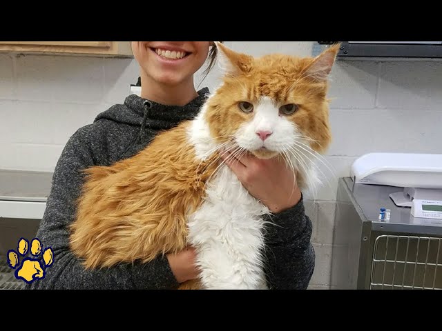 The Giant Cat was Abandoned At a Shelter and Hours Later