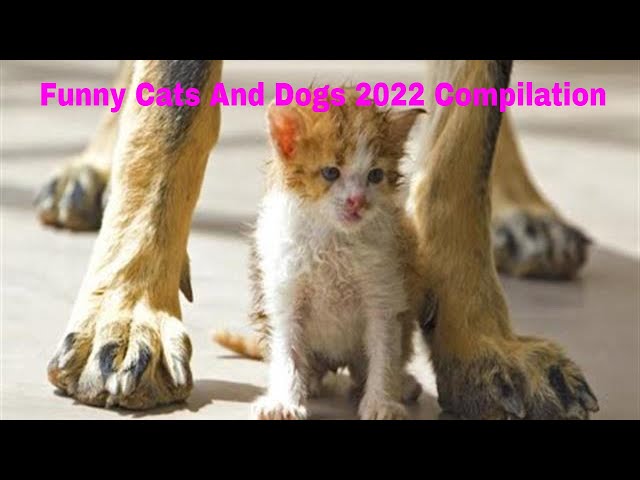 Funny Cats And Dogs 2022 Compilation | Best Videos Of Funniest Animals