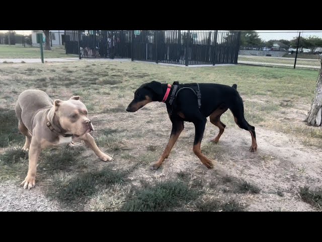 Pitbull Attacks Doberman ( Dog Park )