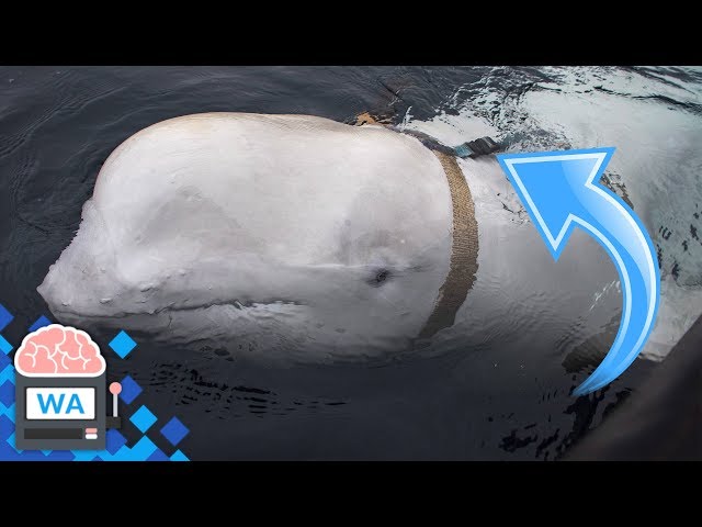 Dieser Beluga-Wal ist ein russischer Spion?! Mysteriöser Entdeckung in Norwegen