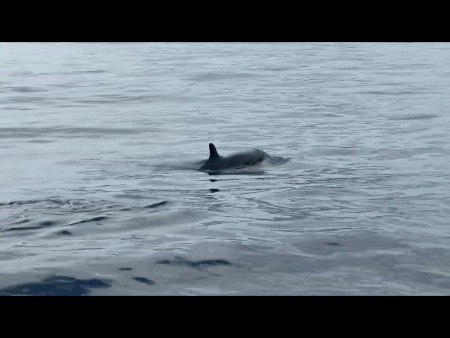 False killer whale in Taiwan｜龜山島 偽虎鯨