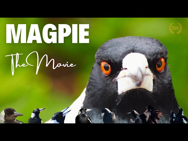 MAGPIE the Movie: A heartwarming tale of family, loyalty against the odds!