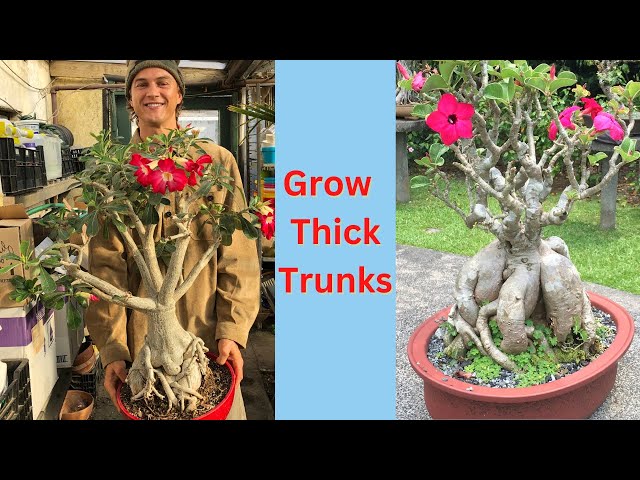 DESERT ROSE ADENIUM - 4 Key Trunk Thickening Tips and Care - 2023