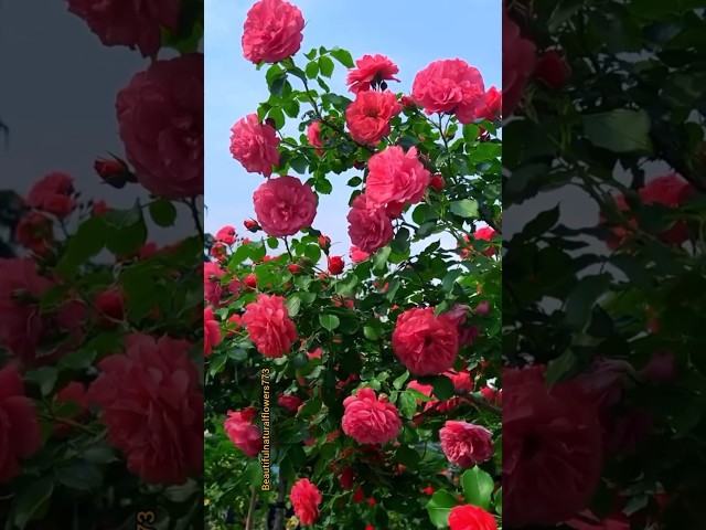 Pink Rose #flowers #pinkrose #rose #viral_video #shorts