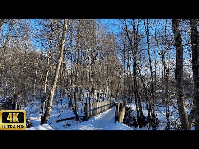 4K Snowy Walk in a Norwegian Forest | Peaceful Nature Sounds & Birdsongs