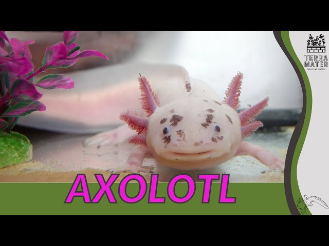 Discovering AXOLOTLS in 2 Minutes | Enchanting Creatures for Your Aquatic World