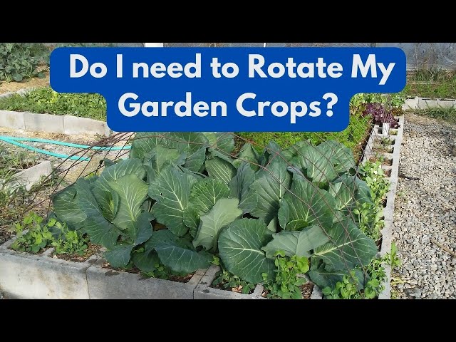 Do I need to Rotate My  Garden Crops?