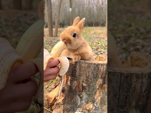 The little rabbit who loves to eat bananas Cute pet debut plan Rabbit Pastoral cute pet