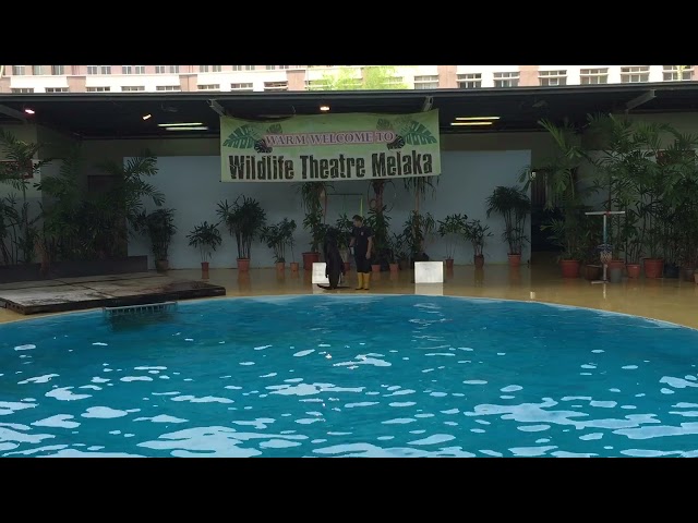 sea lion show at wild life theather melaka