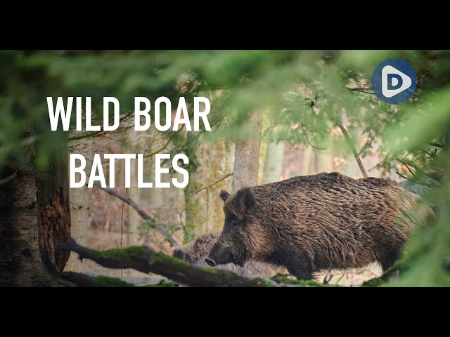 The wild boar dilemma