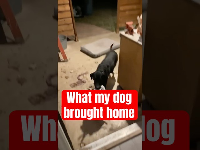 Shocking: What My Dog Brought Home! 😱