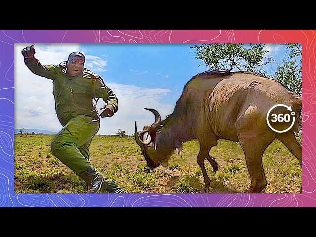 Frightened Wildebeest Charges Rescue Rangers | Wildlife in 360 VR