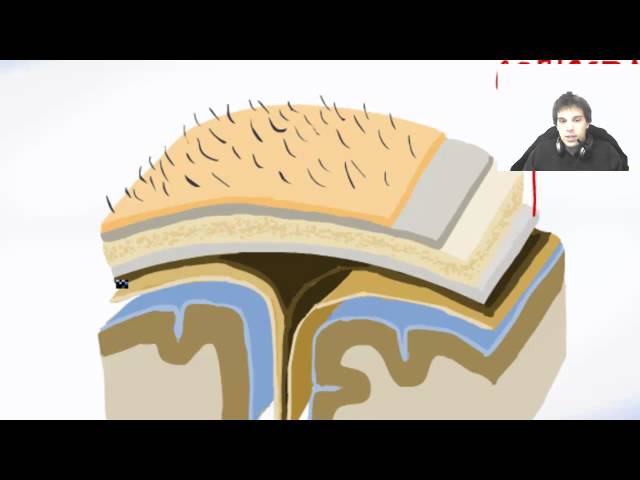 All Brain Meninges (Membranes) - Brain Anatomy