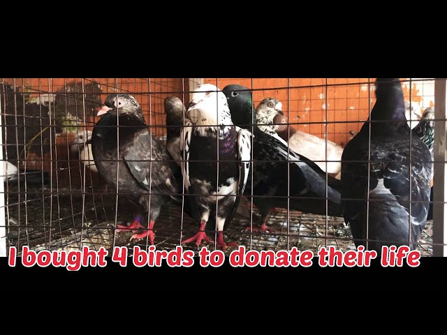 Donate bird life 🐦🐦🐦🐦