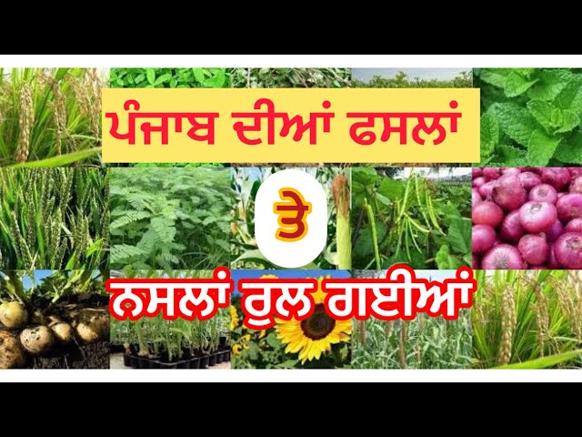 ਪੰਜਾਬ ਦੀਆਂ ਫਸਲਾਂ ਤੇ ਨਸਲਾਂ ਰੁਲ ਗਈਆਂ। #farming