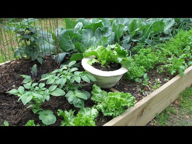 Grow More Give More: Planting a Raised Bed Garden