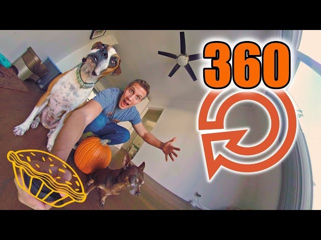 DOGS EATING THANKSGIVING DINNER 360 (GoPro Fusion) Hard To Stop Watching 🐶🦃