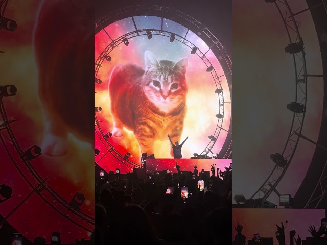 Imagine seeing your cat at the rave #ytshorts #funny #shorts