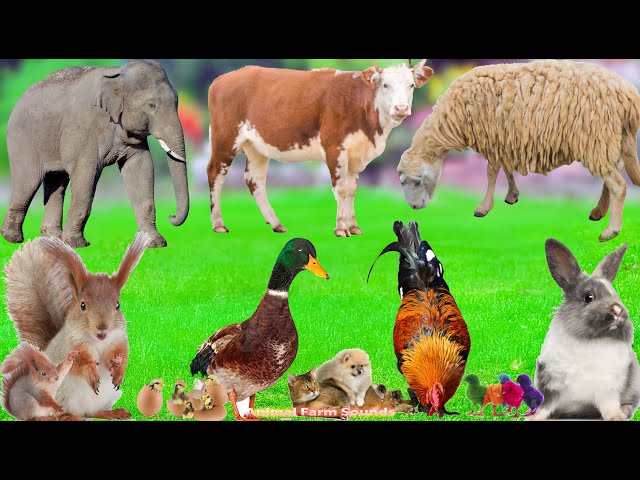 Farm Animal World: Elephant, Cow, Sheep, Chicken, Duck, Rabbit, Squirrel, Puppy - Animal Videos