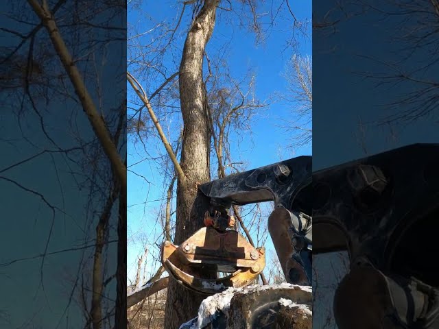 Pushing a tree using the hydraulics #logging #skidder #chainsaw #maple #snow #cutting #stihl