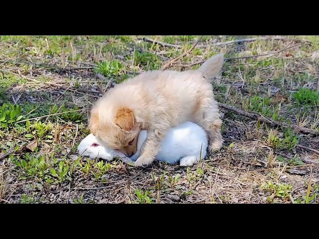 A cute puppy chased a bunny but they were actually best friends and ended up sleeping together😀