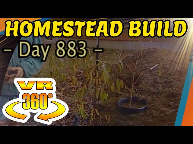 Homestead Building - Protecting Potted Trees Over Winter, General Update on Work