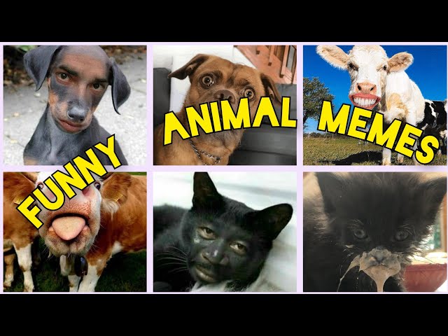 Animal funny carzy video🤣🤣 (2024)🐒🐕