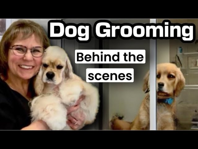 1/11/2025 Dog Grooming Livestream: Bichon, Mix Breed, 3 Havanese, Yorkie, Coton de Tulear