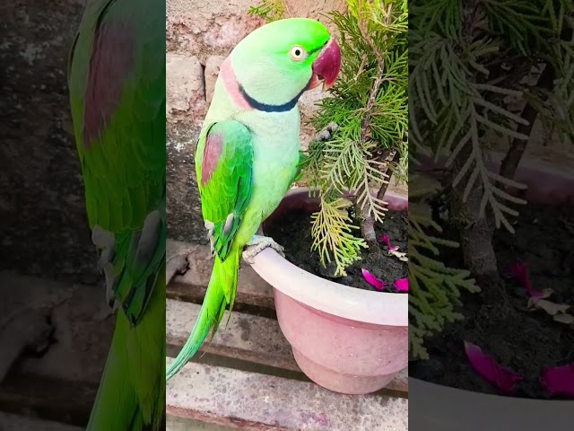 #shorts #parrot #video