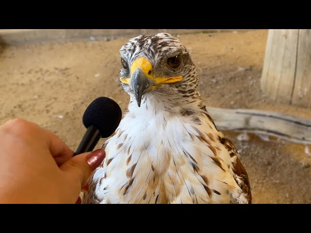 I interviewed animals with a tiny mic again