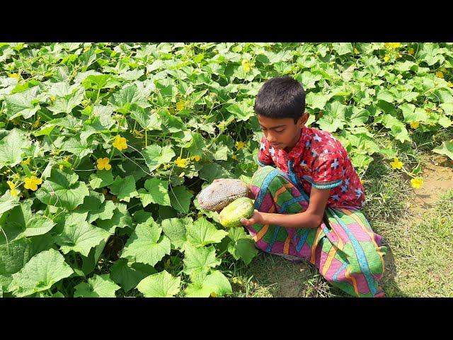 খিরা খেত থেকে খিরা তোলা