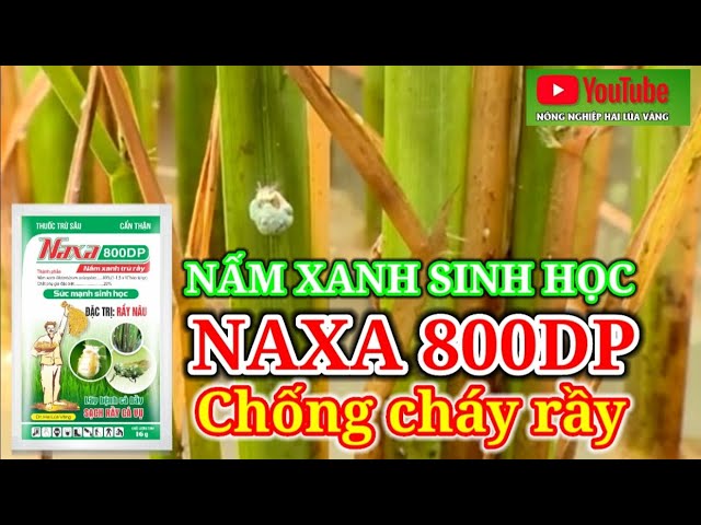 Chống cháy rầy, diệt sạch rầy nâu bộc phát bằng giải pháp sinh học. Lây bệnh cả bầy, sạch rầy cả vụ.