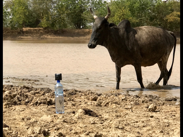 One pig, some cows and a lazy traveller in Africa (360° VR)