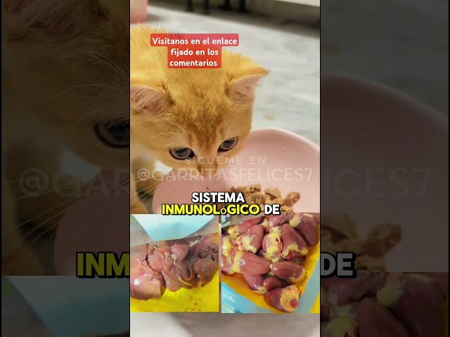 Quieres adquirir nuestro recetario? Visita el enlace fijado en los comentarios #gatos #alimentos