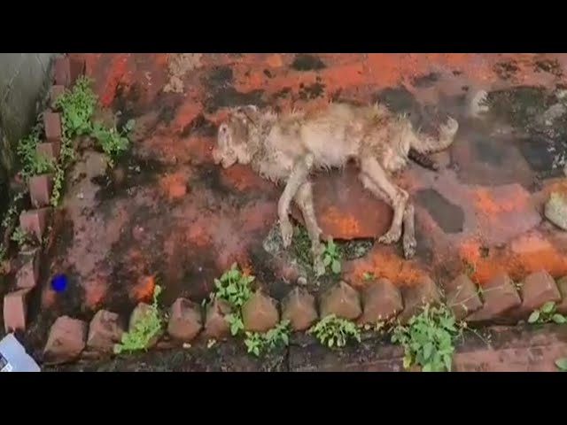 Convulsing in the alley, no reaction when we touch him. It broke my heart to hear him cry