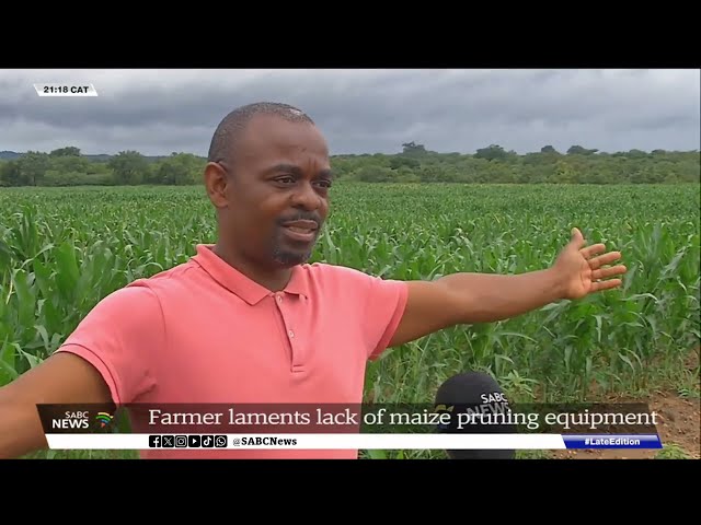 Farmer laments lack of maize pruning equipment