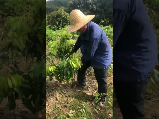 Grafting Tree For Gardening  How to cuttings with juice from bananas   #Gardening 100% #  12