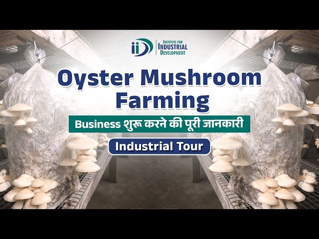 Oyster Mushroom Farming Business | Oyster Mushroom Cultivation | Business Idea |