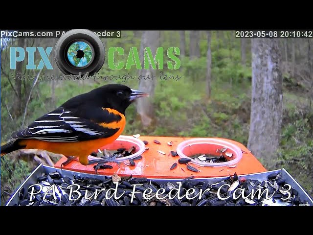 PixCams.com PA Bird Feeder 3 - Close-up View!