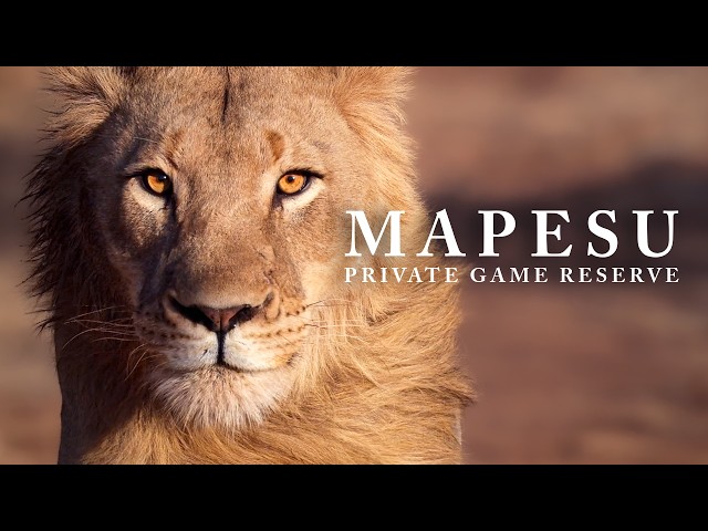 Safari Journals: Mapesu Private Game Reserve