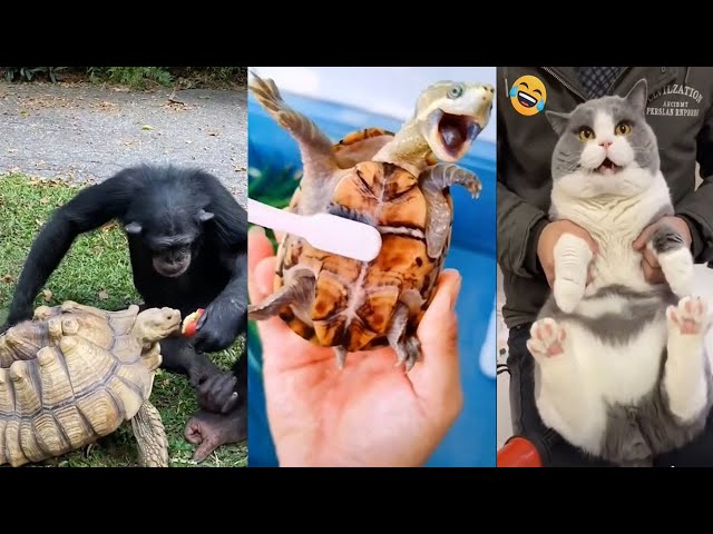 Funny Animal Videos 2022 😂| The best funny pet videos! #4