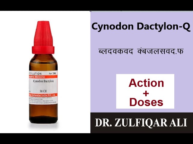 Cynodon Dactylon |साइनोडोन डैक्टिलॉन | Actions | Doses | Explained in Urdu/Hindi