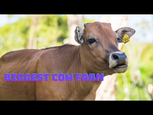 So Nice COW/Biggest Cow Farm in Bangladesh/বাংলাদেশের সবচেয়ে বড় গরুর খামার/