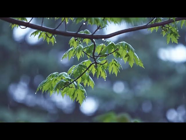 ลูกทุ่ง เพลงเพราะ - วันฝนพรำ / ฟังต่อเนื่อง คุณภาพเสียงดี #มาแรง​ Relaxing Piano Music, Rain Sounds