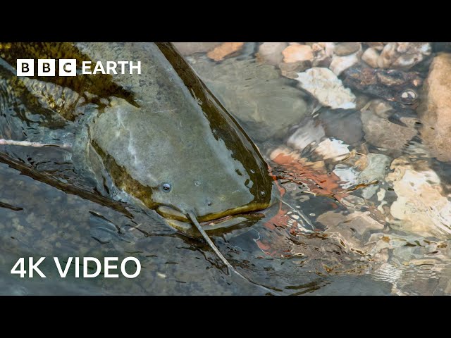 The Fish That Hunts Pigeons | 4K UHD | Planet Earth II | BBC Earth