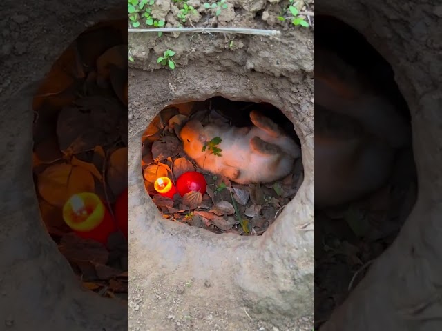 Little Rabbit eating grass in a warm little cave